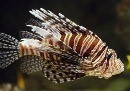 長須獅子魚好養嗎
