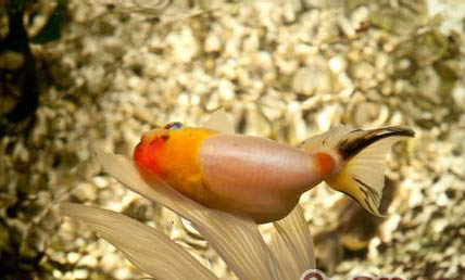 紅馬羅漢魚多大可以起頭