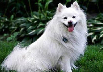 愛斯基摩犬口吐白沫的原因及處理方法