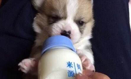 狗狗大便干燥怎么辦