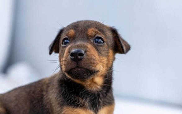 狗狗犬瘟初期吧唧嘴
