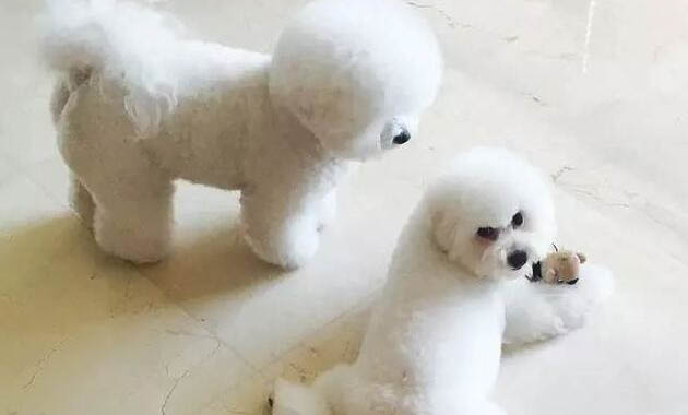 狗狗吃干糧好還是濕糧好