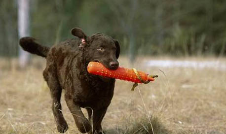 西班牙小獵犬打完疫苗特別蔫