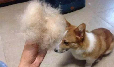 狗狗急性腦炎發作還能活多久?