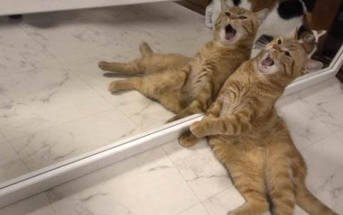 被家狗咬破了一點皮有事嗎沒出血