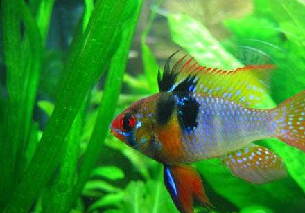 寶藍鳳凰魚好養嗎