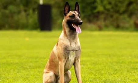 東德和馬犬哪個兇猛