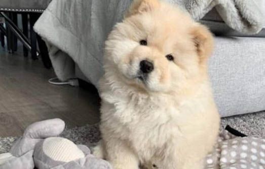 狗狗能吃提子嗎