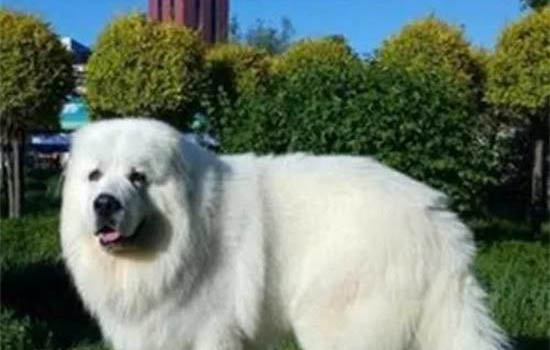 大白熊犬飼養方法和注意事項