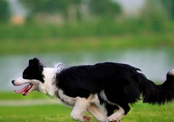古代英國牧羊犬的性格外貌特征