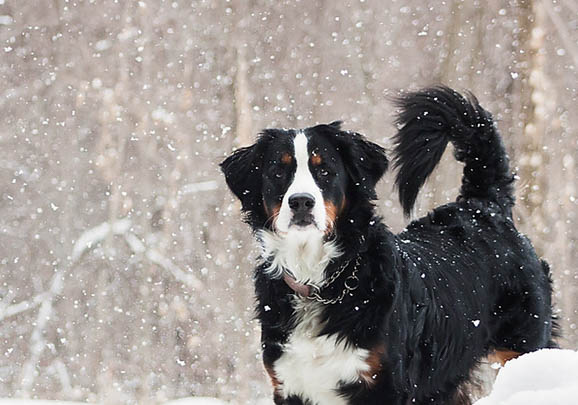 一個月的伯恩山犬可以洗澡嗎