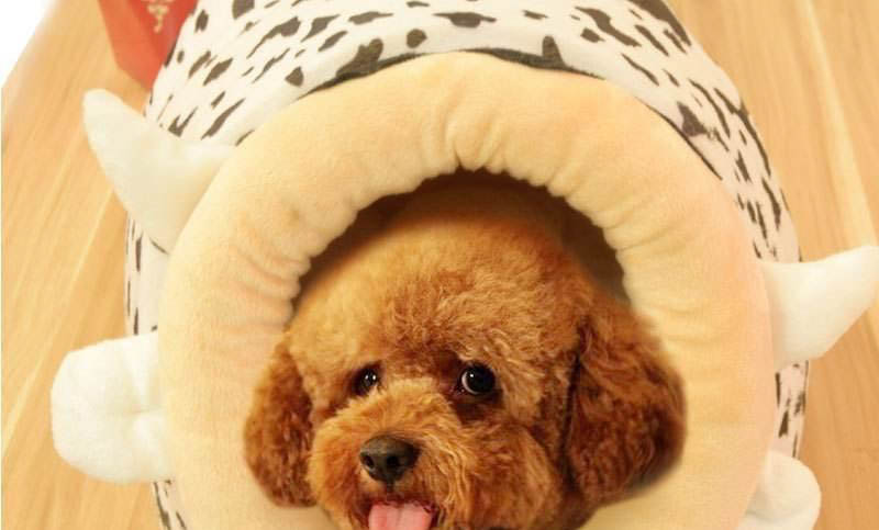 狗狗趾間炎的癥狀有哪些