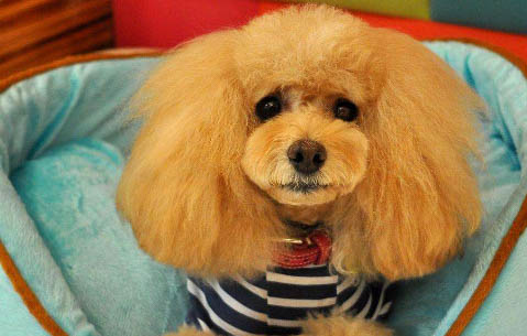 自制防御保暖室外狗窩方法