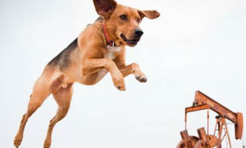 美國獵狐犬怎么減肥