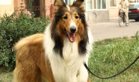 蘇格蘭牧羊犬吐白色粘稠液體的原因及處理方法