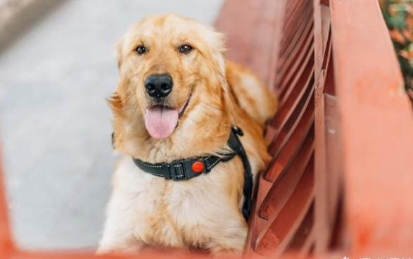 比熊犬與泰迪哪個好養