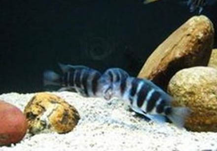 龍魚晚上可以開燈嗎?