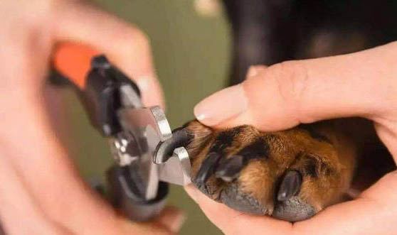 犬瘟治好多久可以跟別的狗接觸
