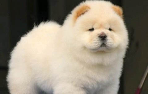 熊獅犬和松獅犬哪個好
