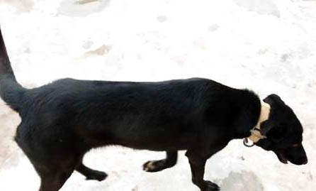 黑狼犬8個月能長多大