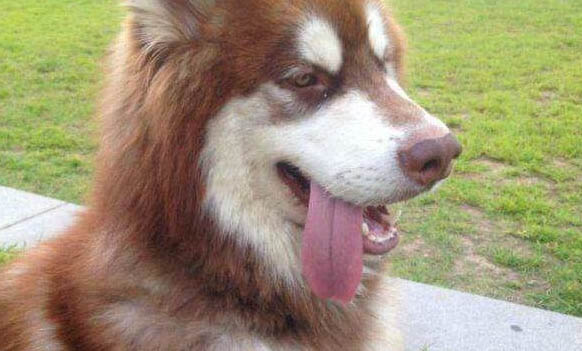 狗狗是不是不能吃巧克力