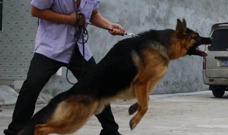 購買冰島牧羊犬的注意事項(xiàng)