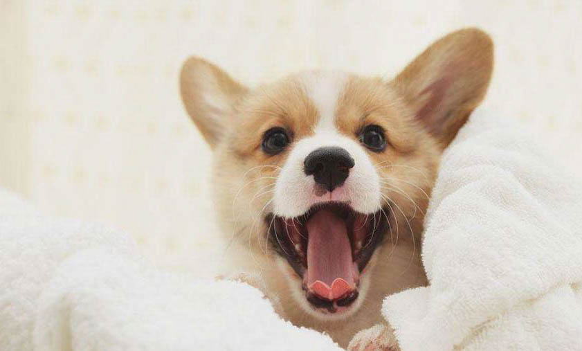 柯基犬價格大概多少錢一只