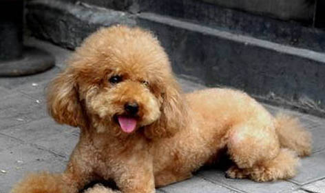 怎么判斷貴賓犬得了什么病
