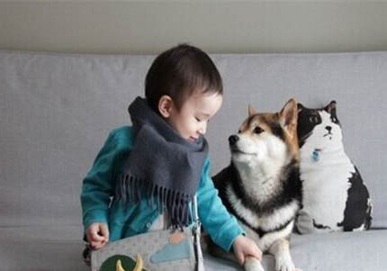 如何分辨豆柴和柴犬