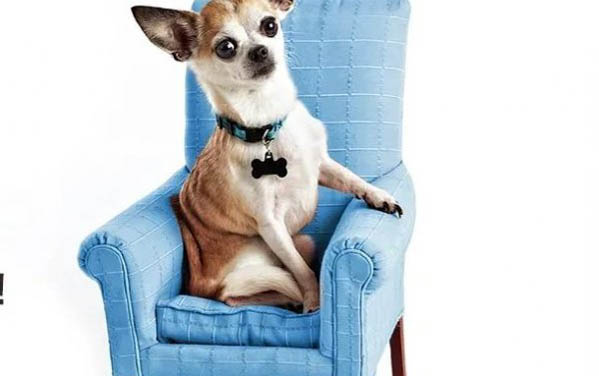 土狗的壽命大概是多少年