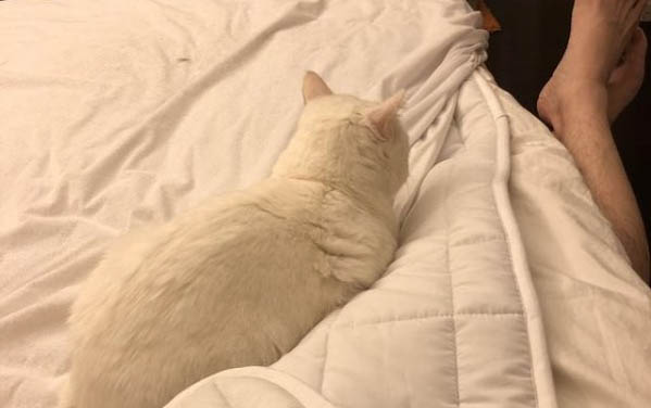 出生小貓多久可以獨自吃食