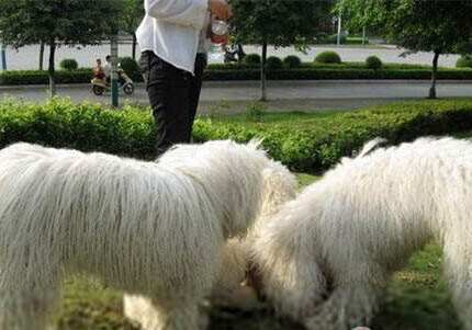 可蒙犬為什么不愛吃東西？處理方法和注意事項