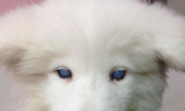 cpv是細小還是犬瘟