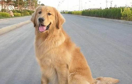 金毛犬不能吃的食物有哪些