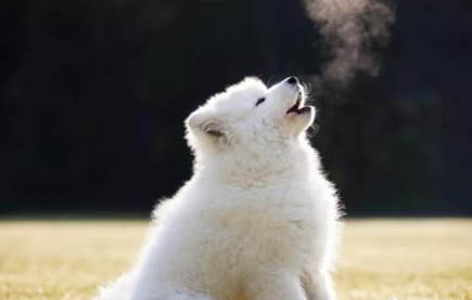 狗狗夏天剃毛會降溫嗎？