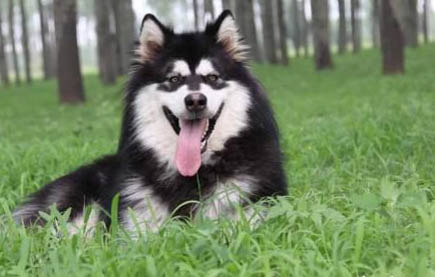 狗狗淚痕去除有哪些方法