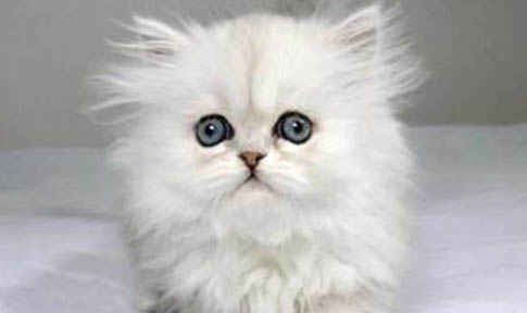 發(fā)現(xiàn)貓咪身上有跳蚤怎么辦