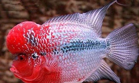 斑馬魚需要一直打氧嗎