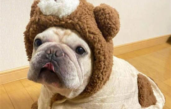 法國斗牛犬多久洗一次澡?