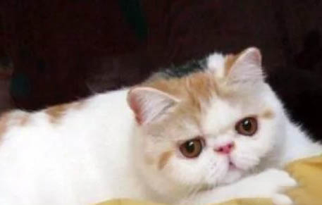 異國短毛貓性格怎么樣