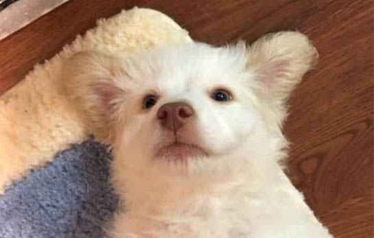 狗狗為什么吐口水