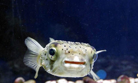 魚缸消毒最簡單的方法