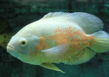 地圖魚(yú)趴缸底的原因及處理方法