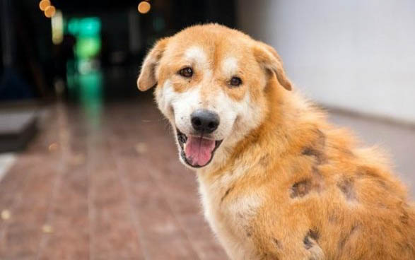 狗狗能吃番茄嗎為什么