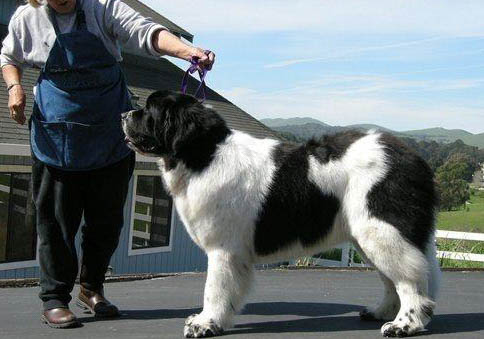 紐芬蘭犬中國禁養嗎?