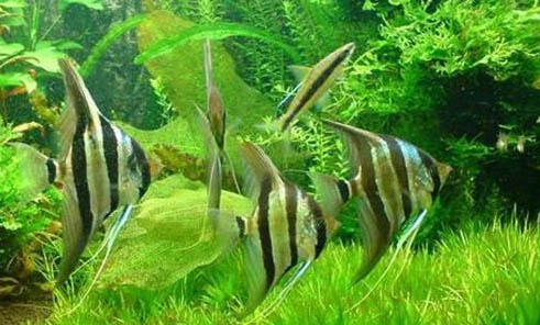 草種金魚哪種比較好養