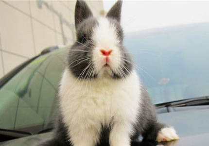 荷蘭鳳凰魚壽命多久