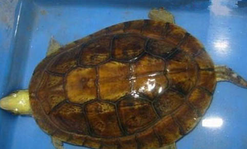 三線閉殼龜是保護動物嗎