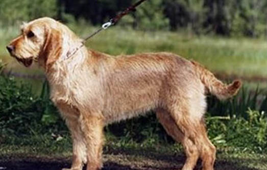 卷毛狗有哪些品種