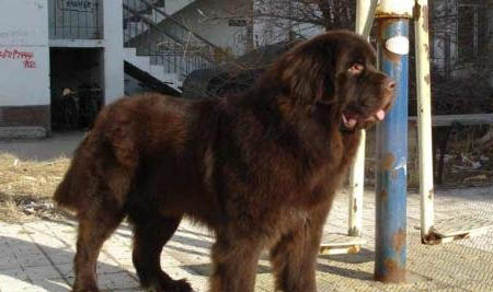 紐芬蘭犬口吐白沫是什么原因